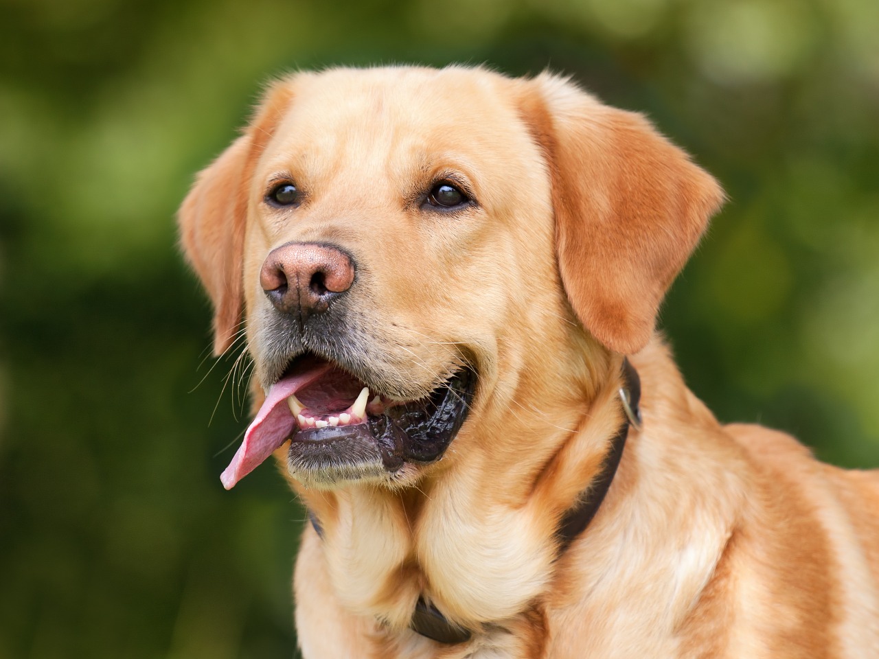 Wie man mit Hunden flüstert