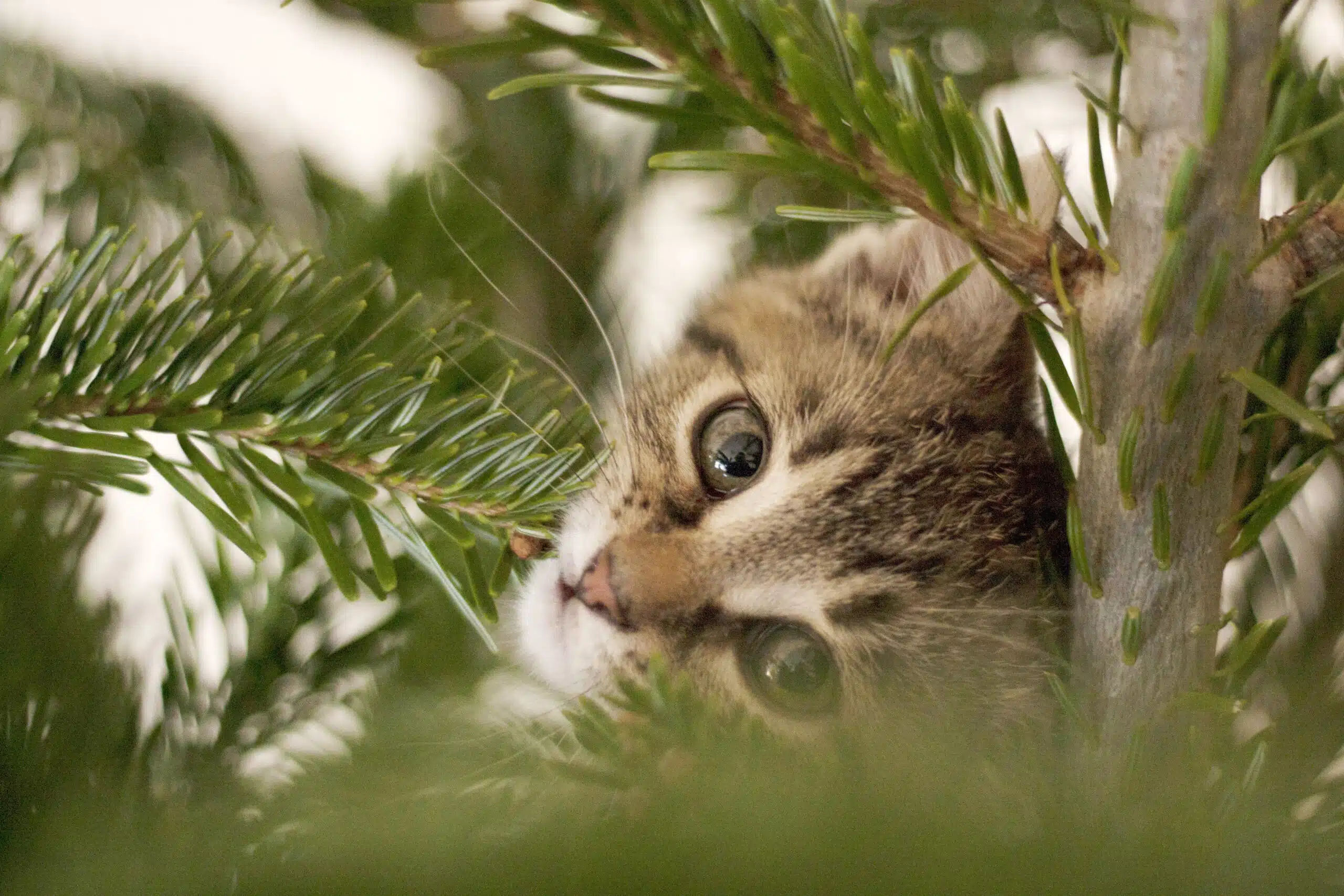 Adventsbasar und Tag der offenen Tür im Katzenhaus